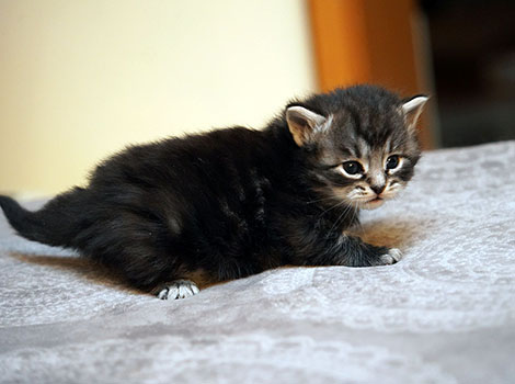 Urso-Mali am 27. Januar 2026